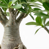 Adenium obesum, Wüstenrose mit Blättern und verdicktem Stamm im Detail.