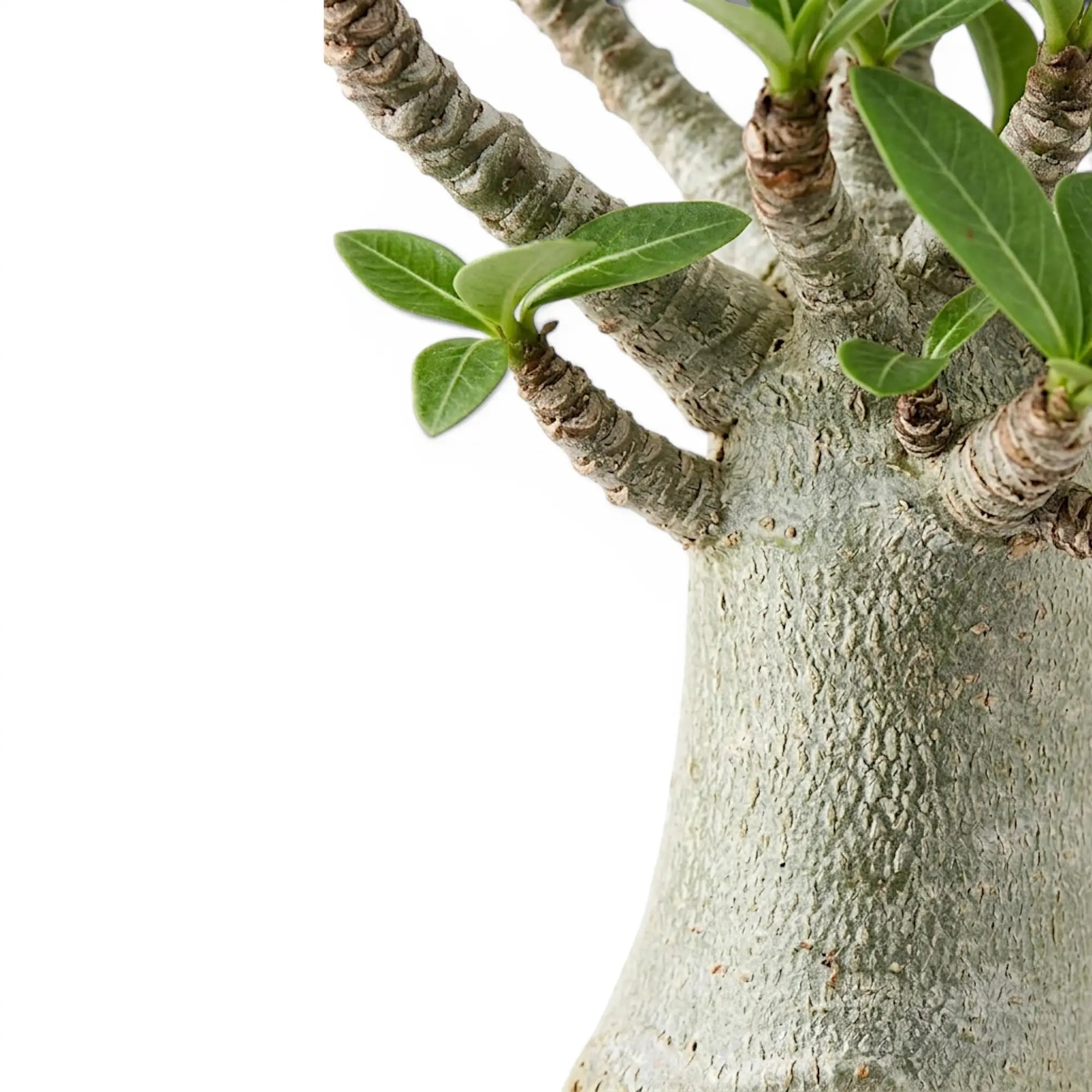 Adenium obesum, Wüstenrose mit Blättern und verdicktem Stamm im Detail.