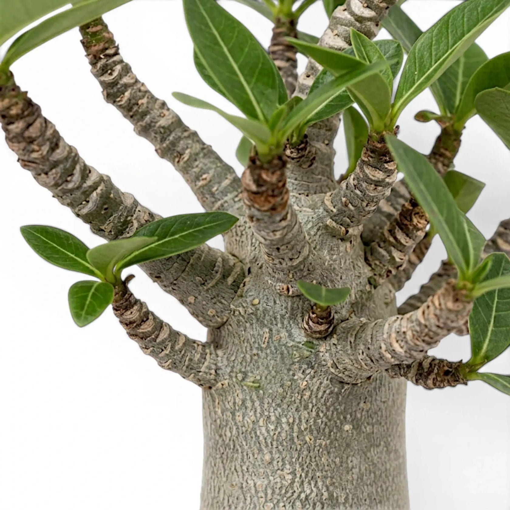 Adenium obesum, Wüstenrose mit Blättern und verdicktem Stamm im Detail.