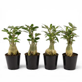 Adenium obesum, Wüstenrose im Kulturtopf.