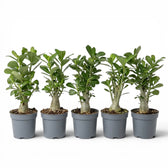 Adenium obesum, Wüstenrose im Kulturtopf.