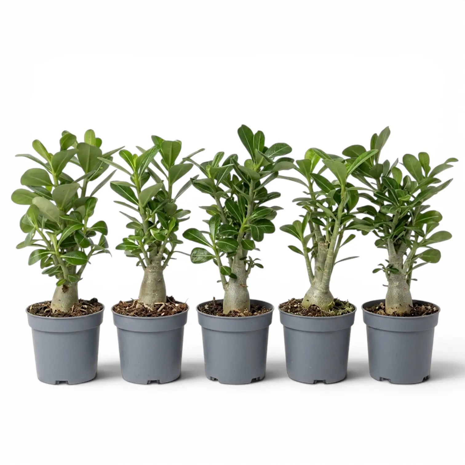 Adenium obesum, Wüstenrose im Kulturtopf.