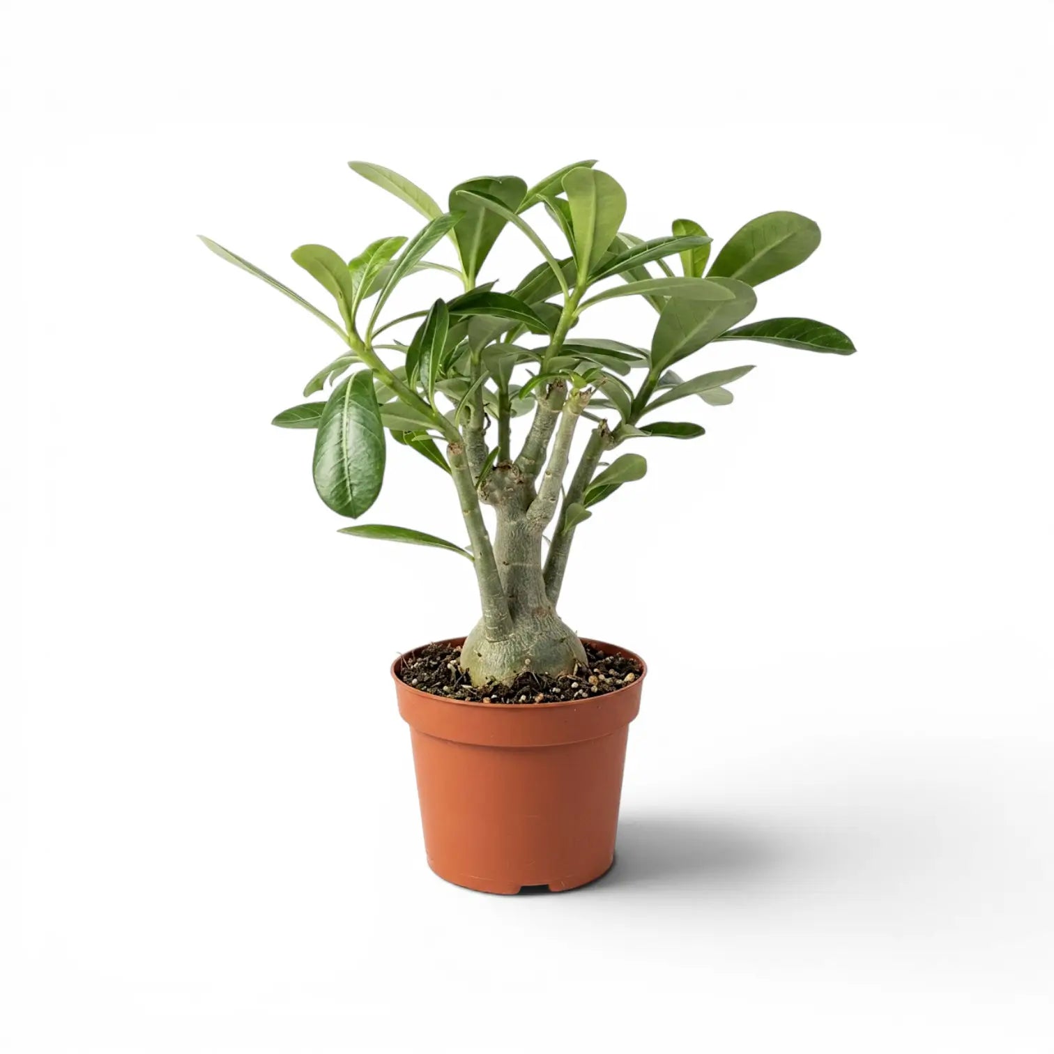 Adenium obesum, Wüstenrose im Kulturtopf.