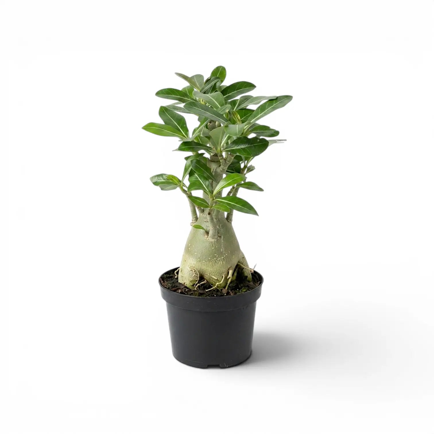 Adenium obesum, Wüstenrose im Kulturtopf.
