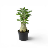 Adenium obesum, Wüstenrose im Kulturtopf.
