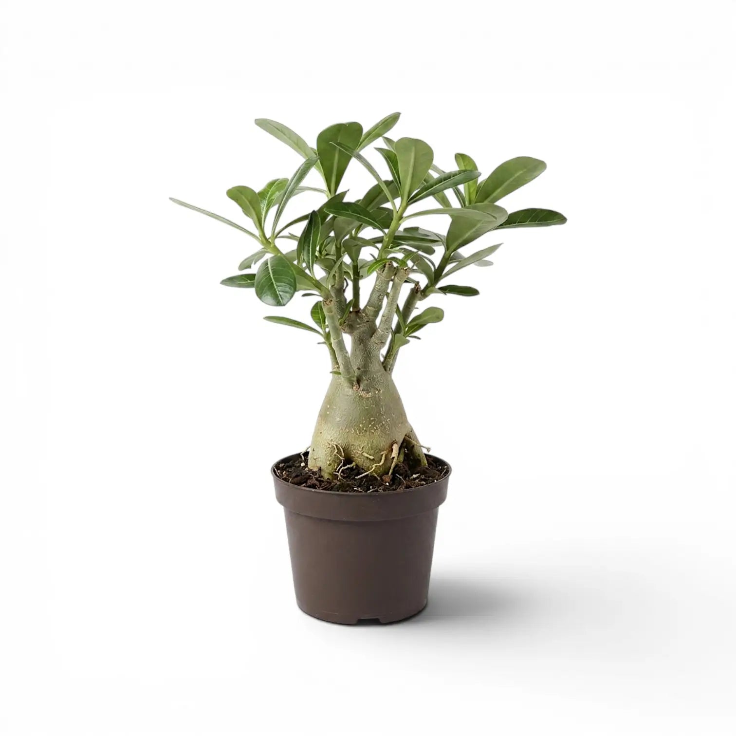 Adenium obesum, Wüstenrose im Kulturtopf.