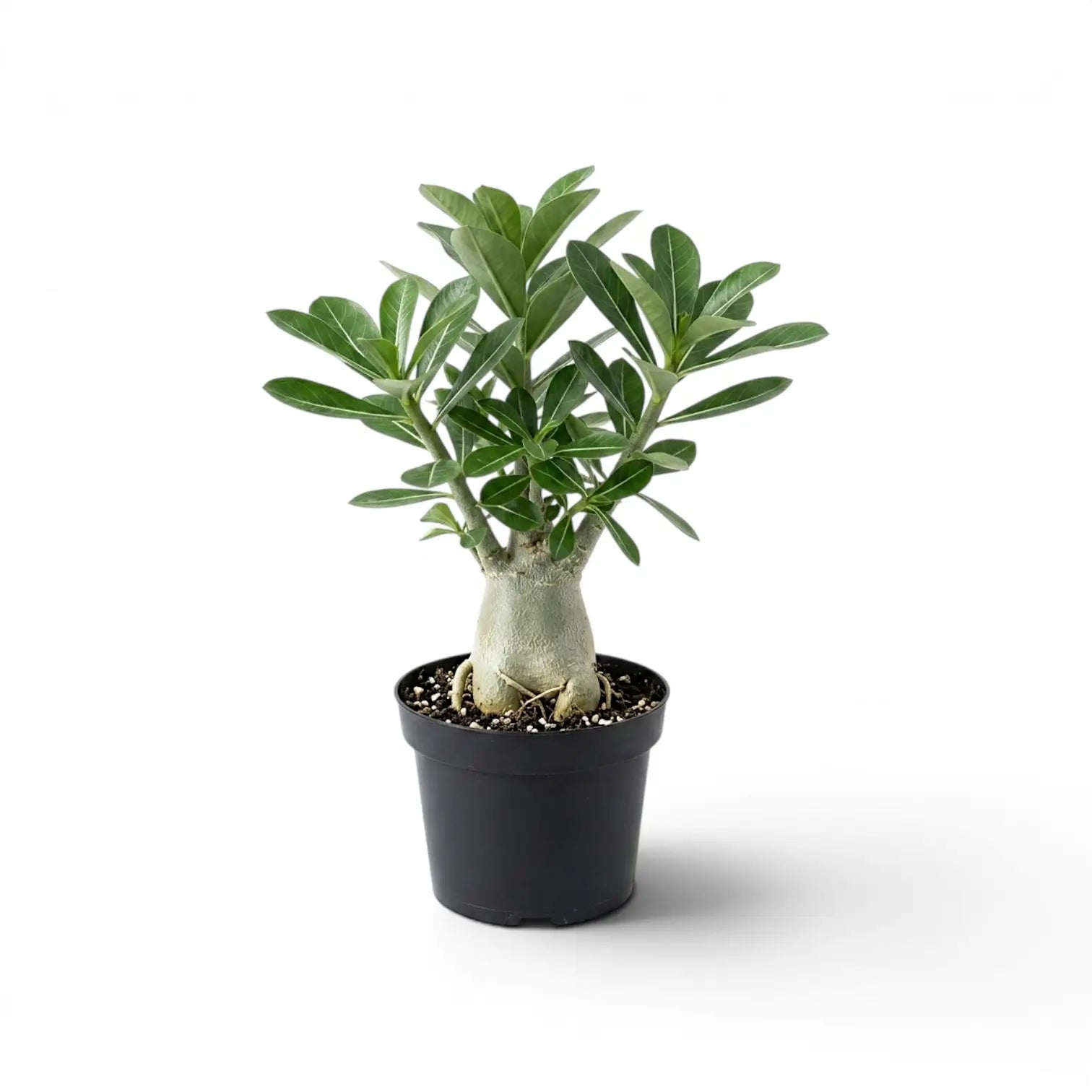 Adenium obesum, Wüstenrose im Kulturtopf.