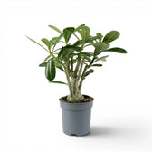 Adenium obesum, Wüstenrose im Kulturtopf.