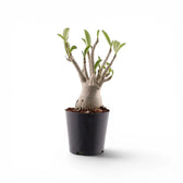 Adenium obesum, Wüstenrose im Kulturtopf.
