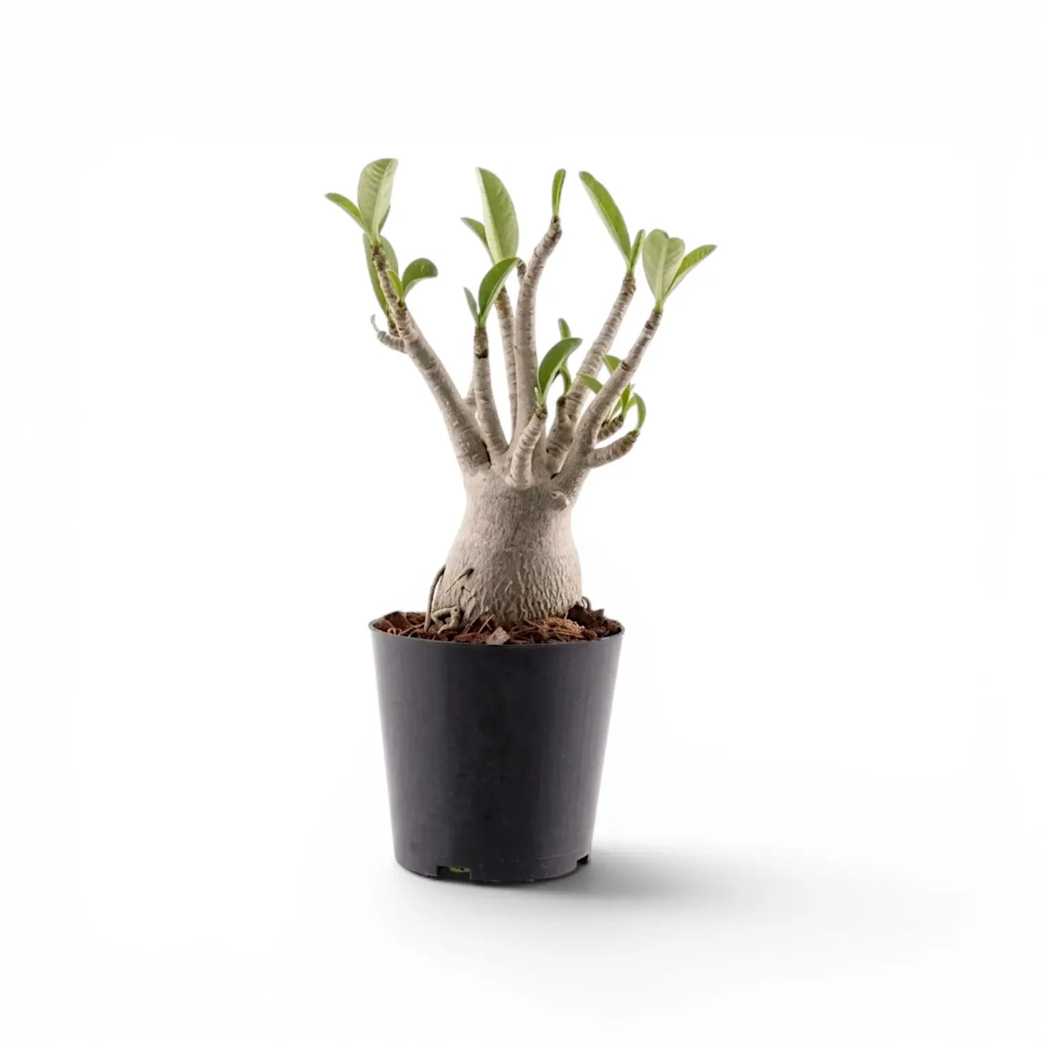 Adenium obesum, Wüstenrose im Kulturtopf.