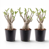 Adenium obesum, Wüstenrose im Kulturtopf.