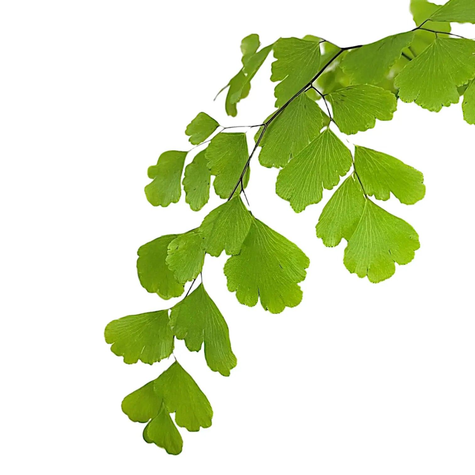 Nahaufnahme eines Blatts von Adiantum raddianum vor weißem Hintergrund.