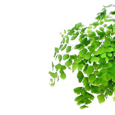 Adiantum raddianum 'Fritz-Lüthi' leaf detail on white background.