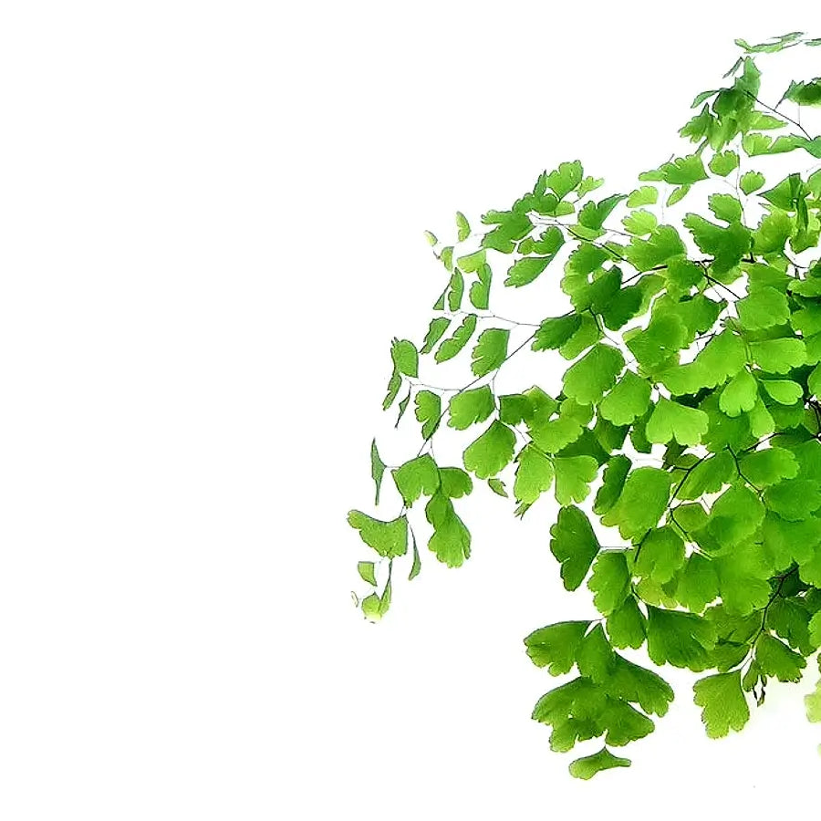Adiantum raddianum 'Fritz-Lüthi' – Blattdetail vor weißem Hintergrund..