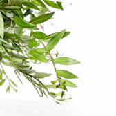 Aeschynanthus 'Japhrolepis' – Blattdetail vor weißem Hintergrund..