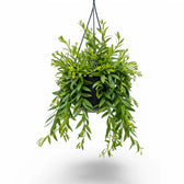 Aeschynanthus 'Japhrolepis' – Zimmerpflanze im Kulturtopf auf weißem Hintergrund, Produktfoto 3.