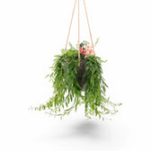 Aeschynanthus 'Japhrolepis' – Zimmerpflanze im Kulturtopf auf weißem Hintergrund, Produktfoto 4.