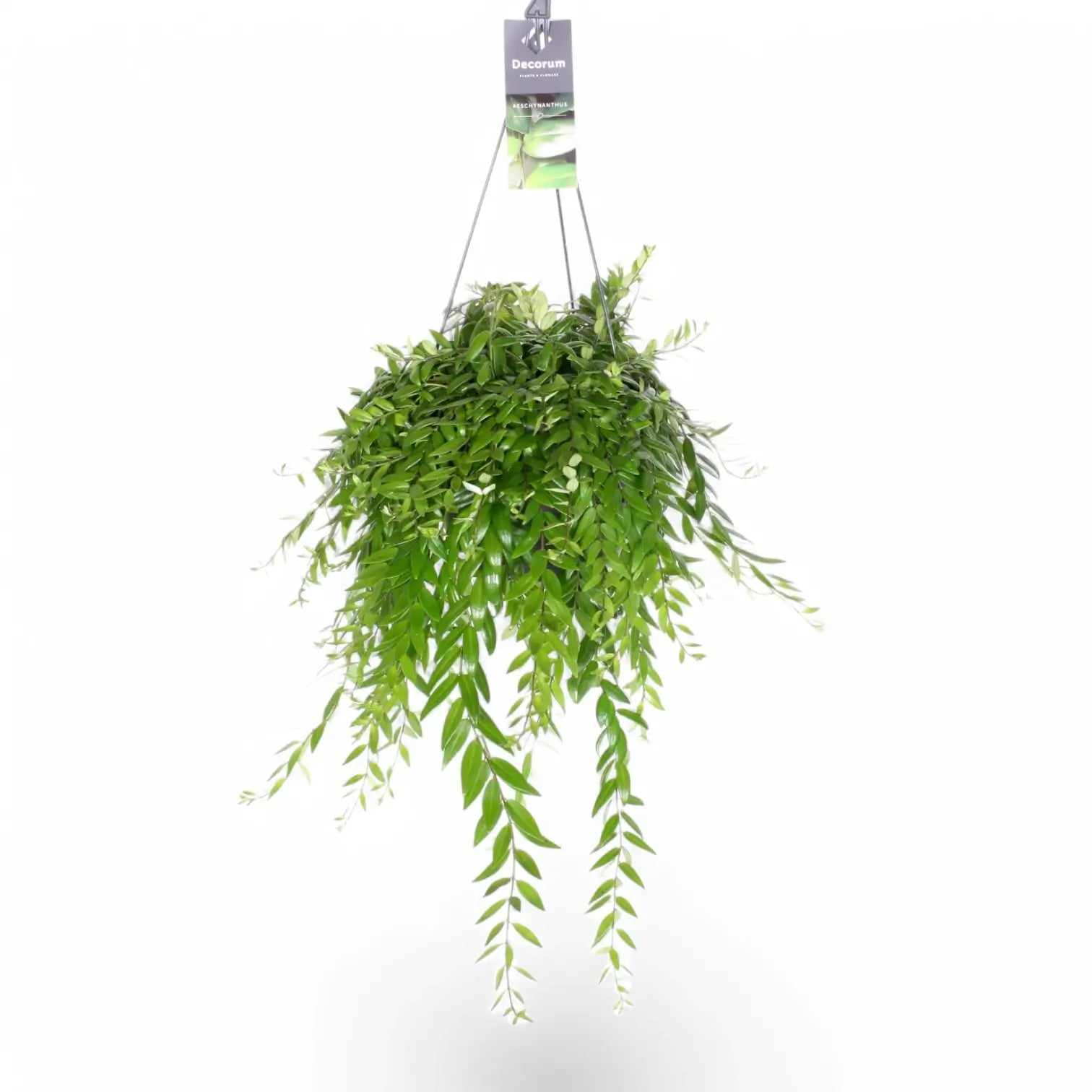 Aeschynanthus 'Japhrolepis' – Zimmerpflanze im Kulturtopf auf weißem Hintergrund, Produktfoto 5.