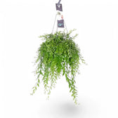 Aeschynanthus 'Japhrolepis' – Zimmerpflanze im Kulturtopf auf weißem Hintergrund, Produktfoto 6.