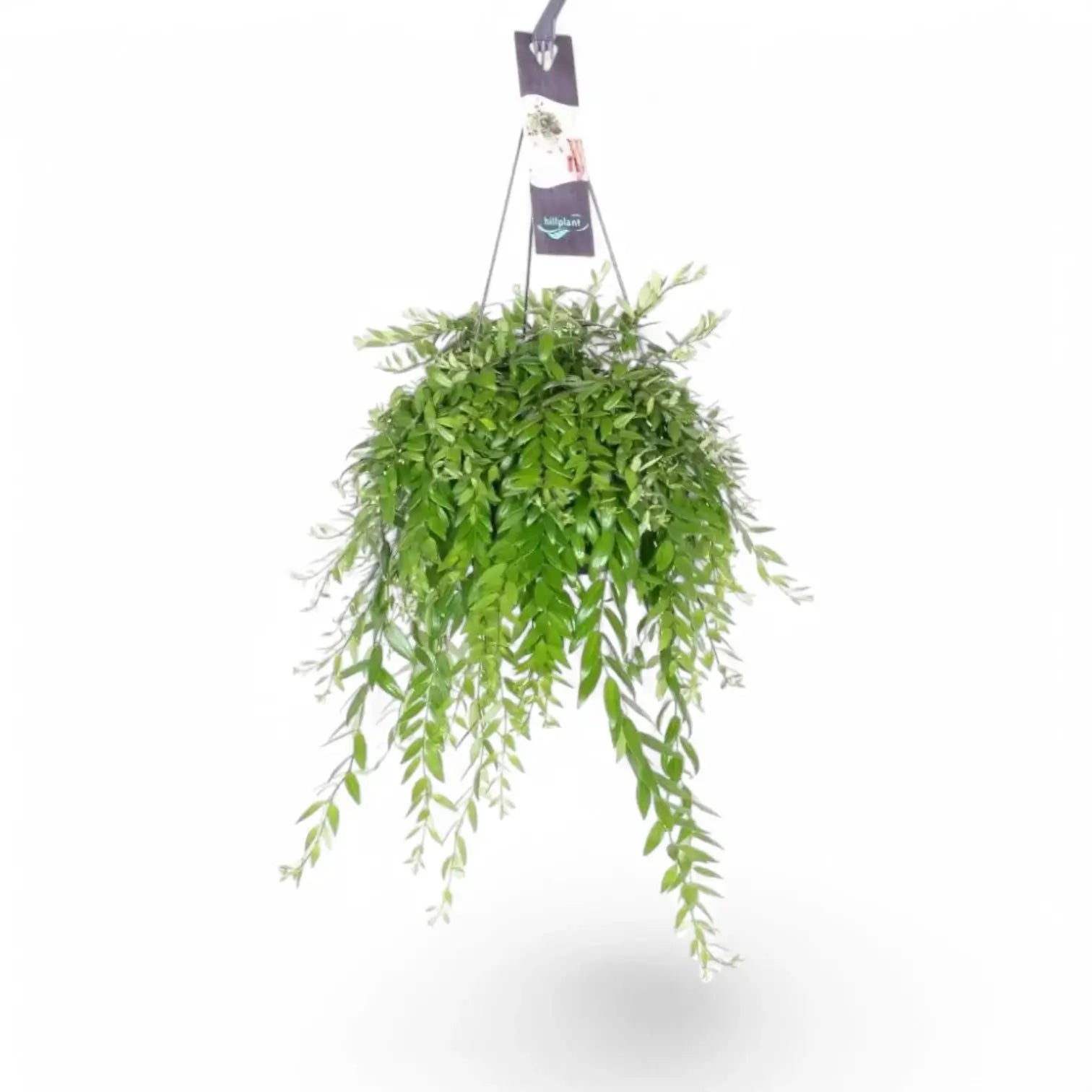 Aeschynanthus 'Japhrolepis' – Zimmerpflanze im Kulturtopf auf weißem Hintergrund, Produktfoto 6.