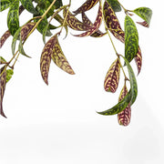 Aeschynanthus longicaulis (marmoratus) close-up of leaf on white background.