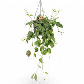 Aeschynanthus longicaulis (marmoratus) potted plant in nursery pot on white background.