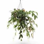 Aeschynanthus longicaulis (marmoratus) potted plant in nursery pot on white background.