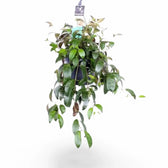 Aeschynanthus longicaulis (marmoratus) potted plant in nursery pot on white background.