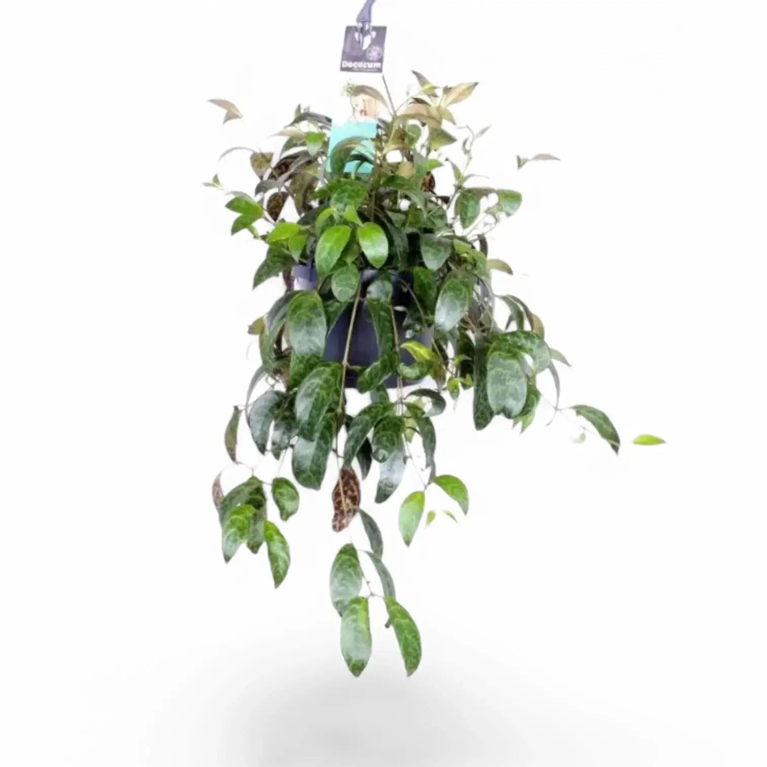 Aeschynanthus longicaulis (marmoratus) potted plant in nursery pot on white background.