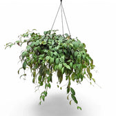 Aeschynanthus longicaulis (marmoratus) potted plant in nursery pot on white background.