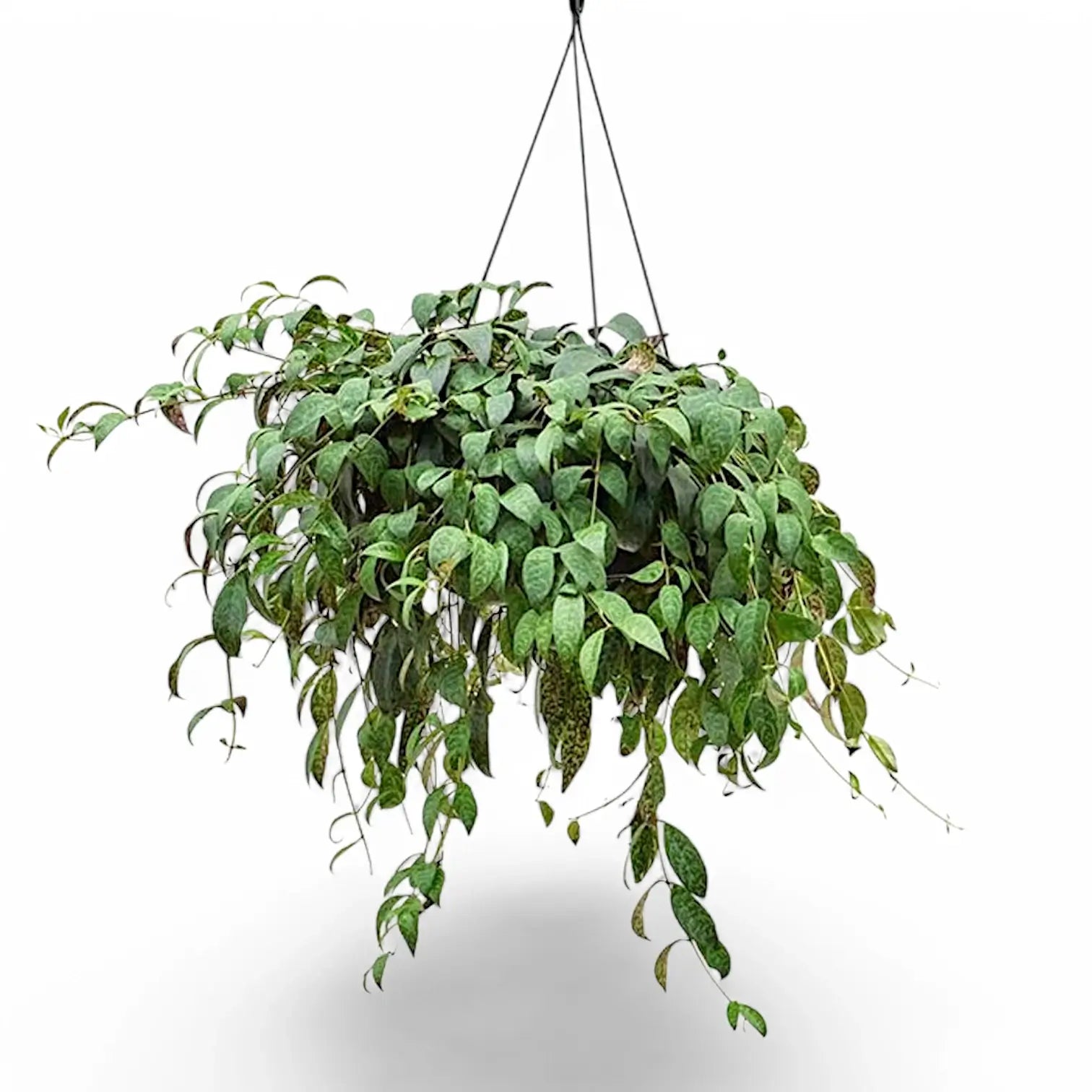 Aeschynanthus longicaulis (marmoratus) potted plant in nursery pot on white background.