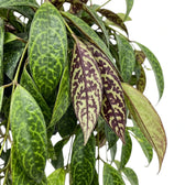 Blattdetail von Aeschynanthus marmoratus mit grün marmorierten Blättern.