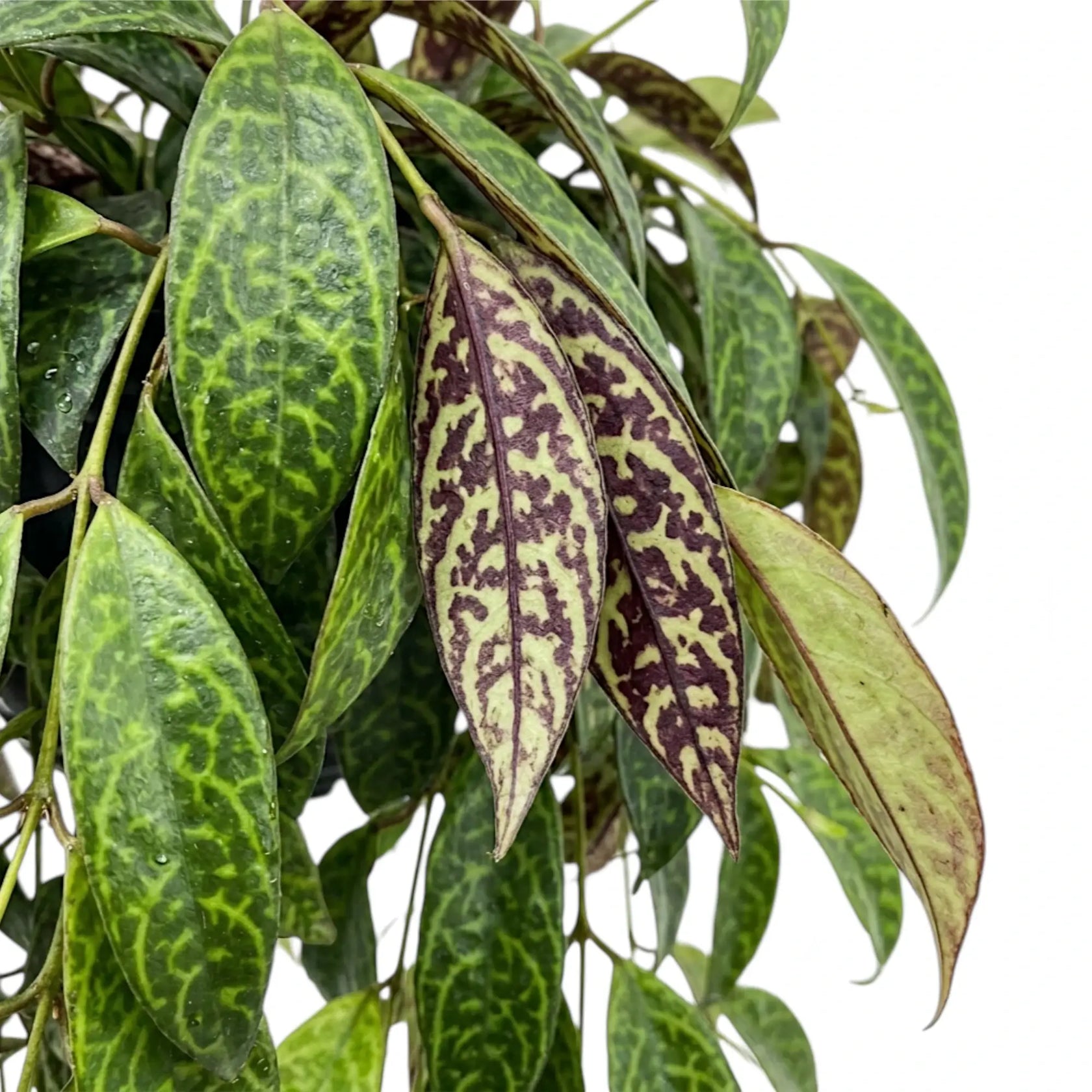 Blattdetail von Aeschynanthus marmoratus mit grün marmorierten Blättern.