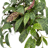 Blattdetail von Aeschynanthus marmoratus mit grün marmorierten Blättern.