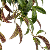 Blattdetail von Aeschynanthus marmoratus mit grün marmorierten Blättern.