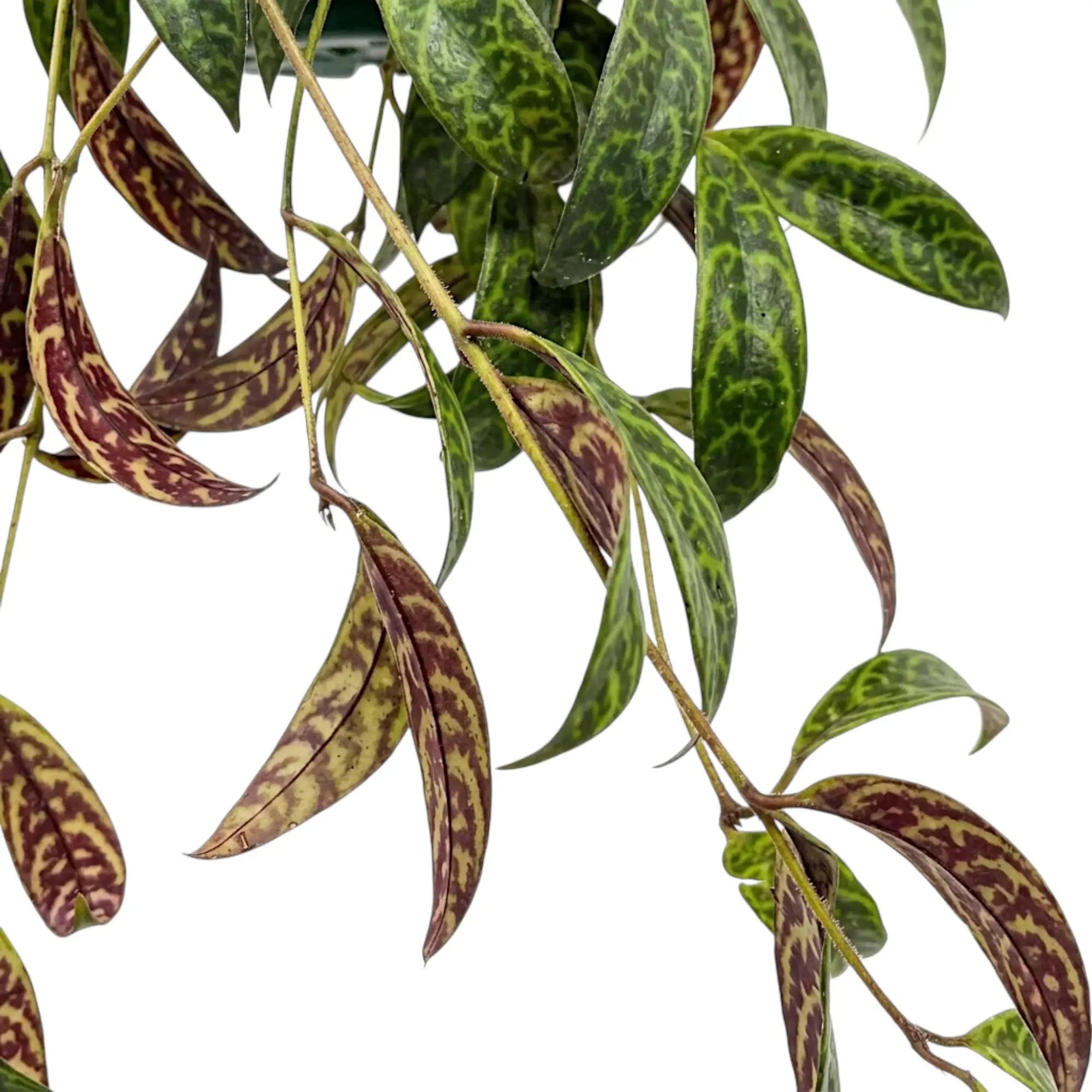 Blattdetail von Aeschynanthus marmoratus mit grün marmorierten Blättern.