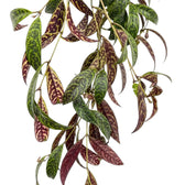 Blattdetail von Aeschynanthus marmoratus mit grün marmorierten Blättern.