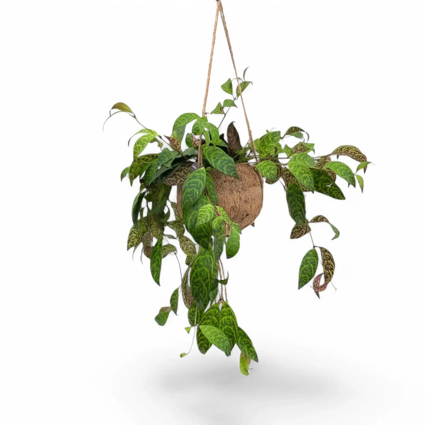 Nahaufnahme eines Blatts von Aeschynanthus marmoratus in Kokodama vor weißem Hintergrund.