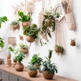 Aeschynanthus marmoratus in Kokodama – Zimmerpflanze im Kulturtopf auf weißem Hintergrund, Produktfoto 2.