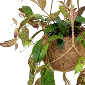 Aeschynanthus marmoratus mit grün gefleckten Blättern an Trieben, die aus einer Kokosfaserkugel herabhängen