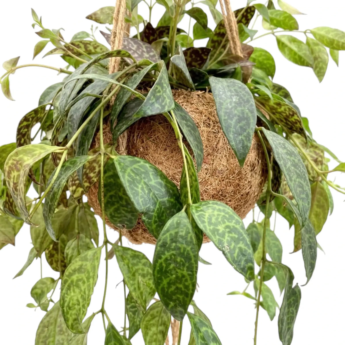 Hängende Kokodama-Kugel mit Aeschynanthus marmoratus und grün marmorierten Blättern an überhängenden Trieben