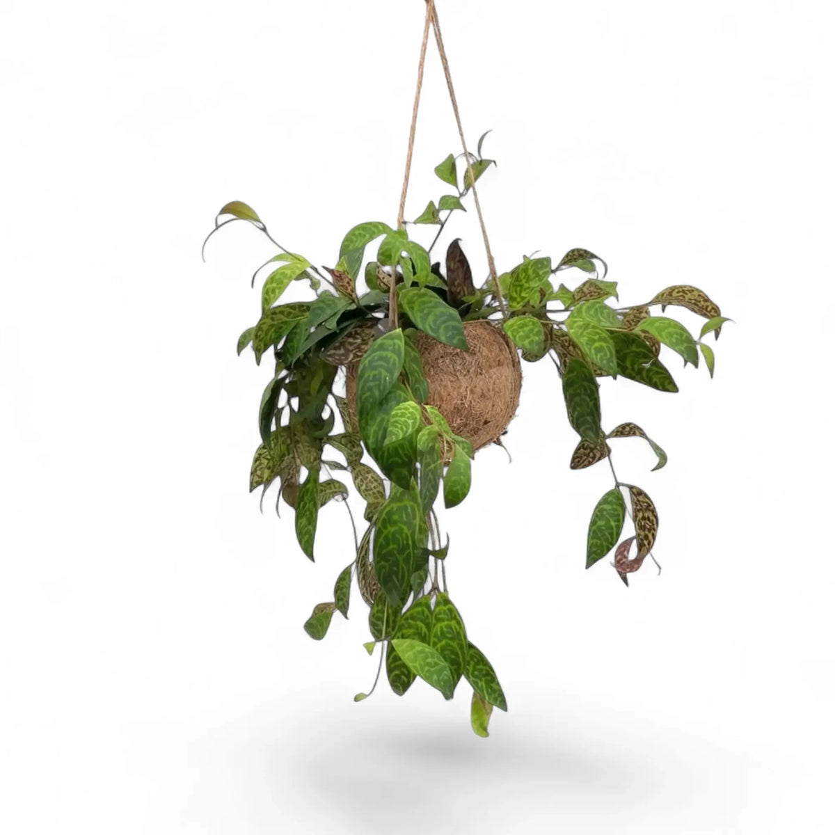 Aeschynanthus marmoratus in einer Kokodama-Kugel mit gemusterten Blättern an herabhängenden Trieben