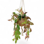 Aeschynanthus marmoratus mit hängenden Trieben, grün gemusterten und rötlichen Blättern