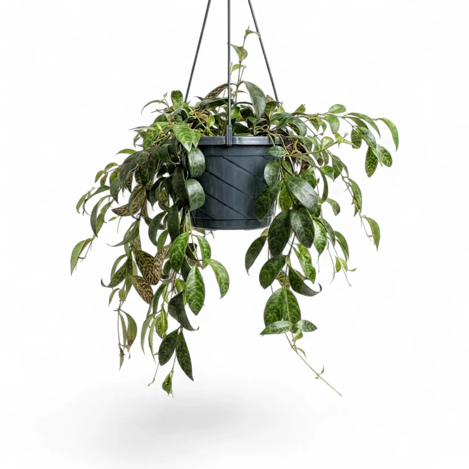 Aeschynanthus marmoratus im Kulturtopf.