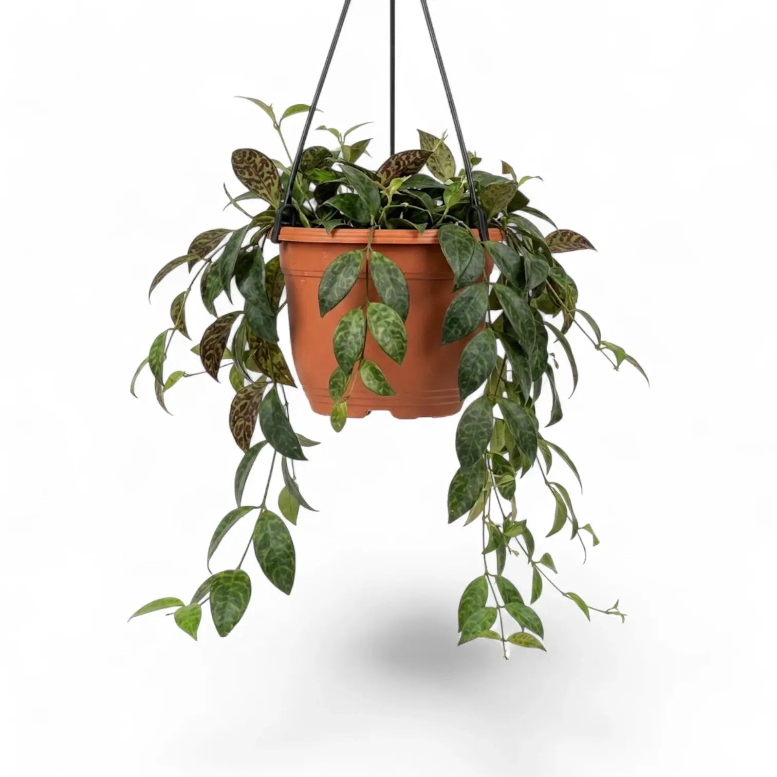 Aeschynanthus marmoratus im Kulturtopf.