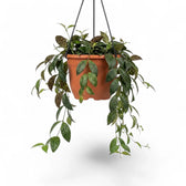 Aeschynanthus marmoratus im Kulturtopf.