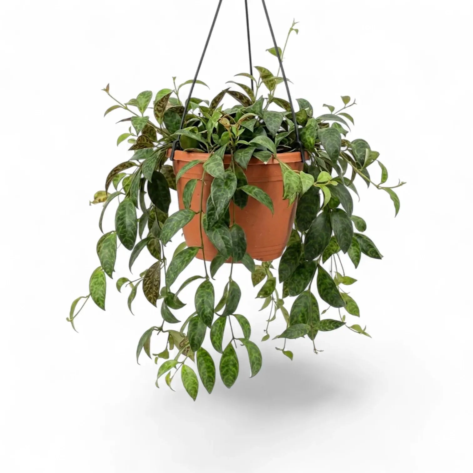 Aeschynanthus marmoratus im Kulturtopf.