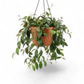 Aeschynanthus marmoratus im Kulturtopf.