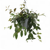 Aeschynanthus marmoratus im Kulturtopf.