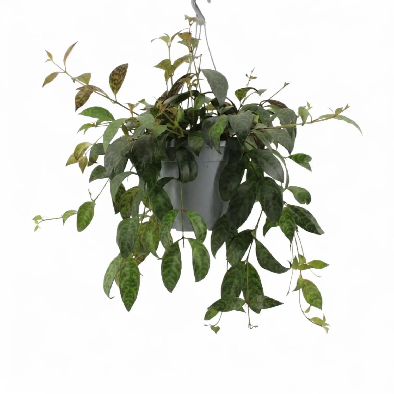 Aeschynanthus marmoratus im Kulturtopf.
